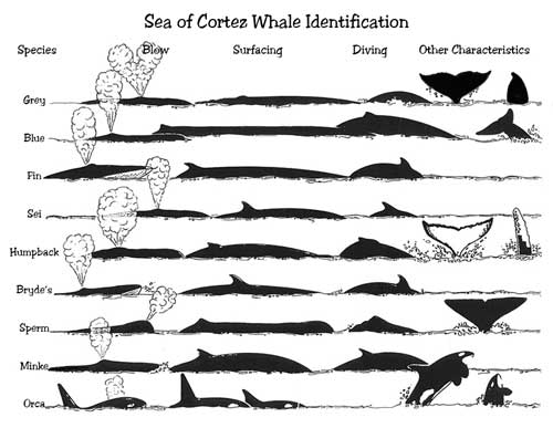 Whale Species Chart